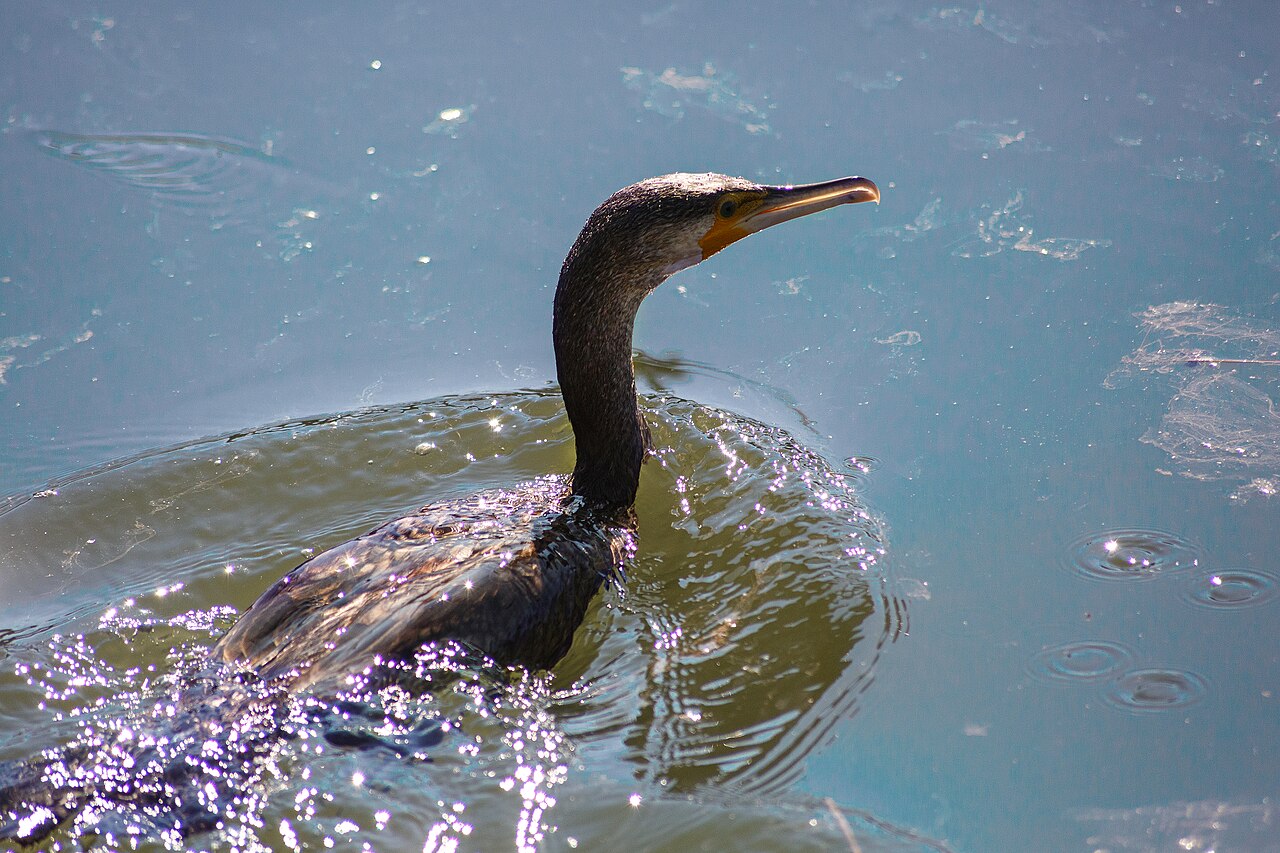 Cormoran